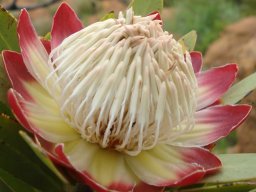 Protea caffra subsp. caffra flowerhead